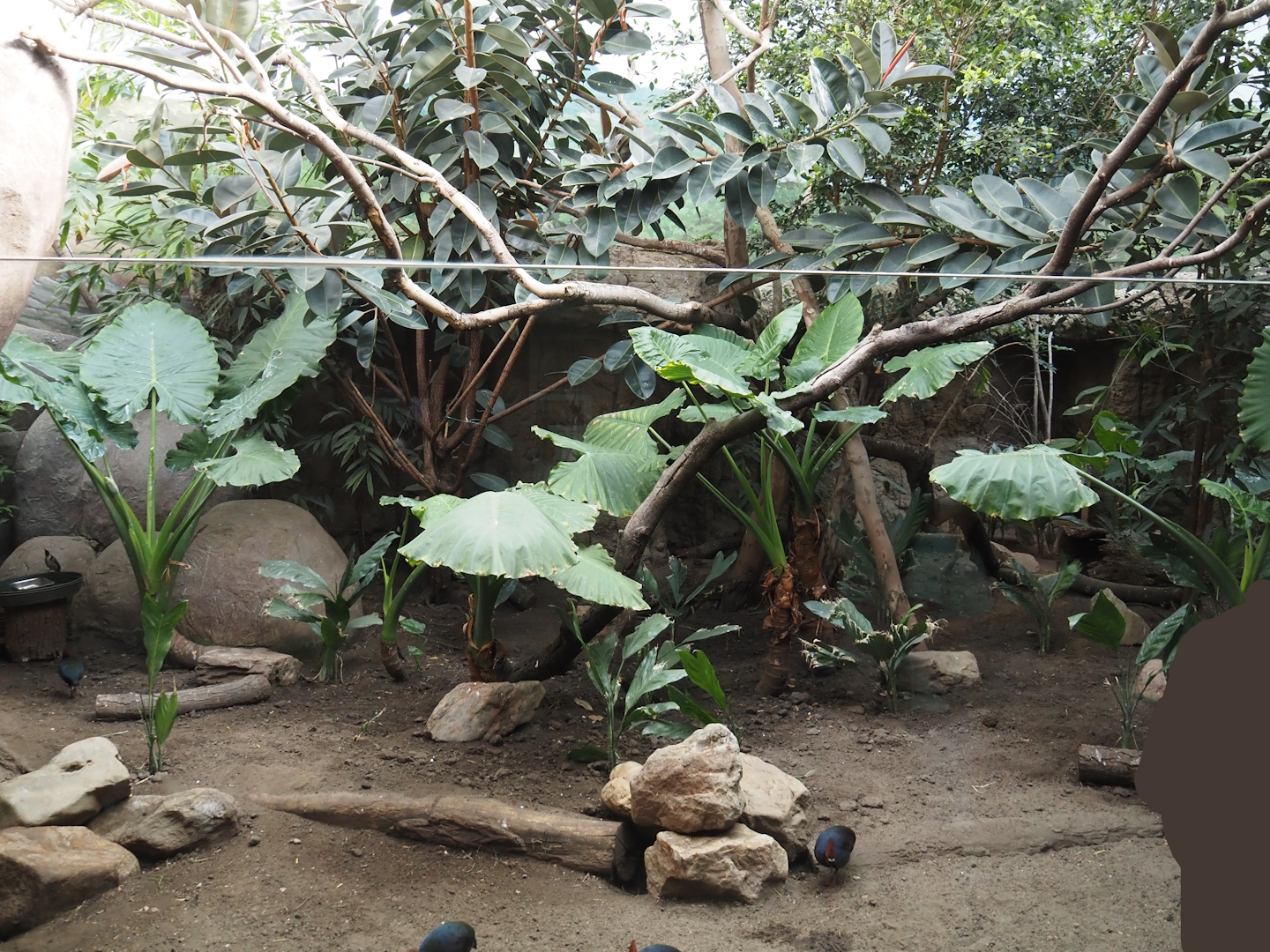 Conservation Center - Asian bird exhibit, 2024-06-30