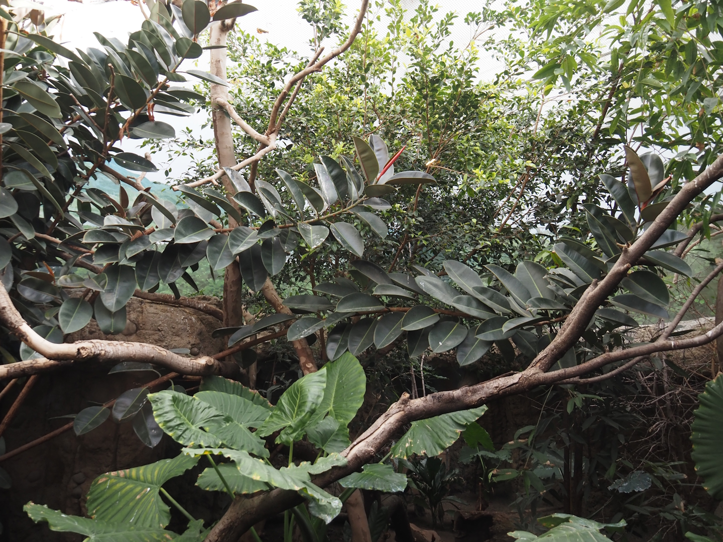 Conservation Center - Asian bird exhibit, 2024-06-30