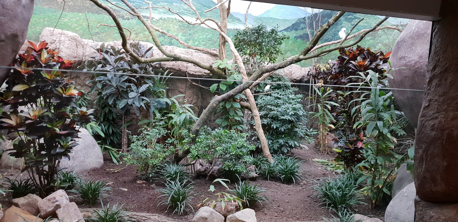 Conservation Center - Asian birds