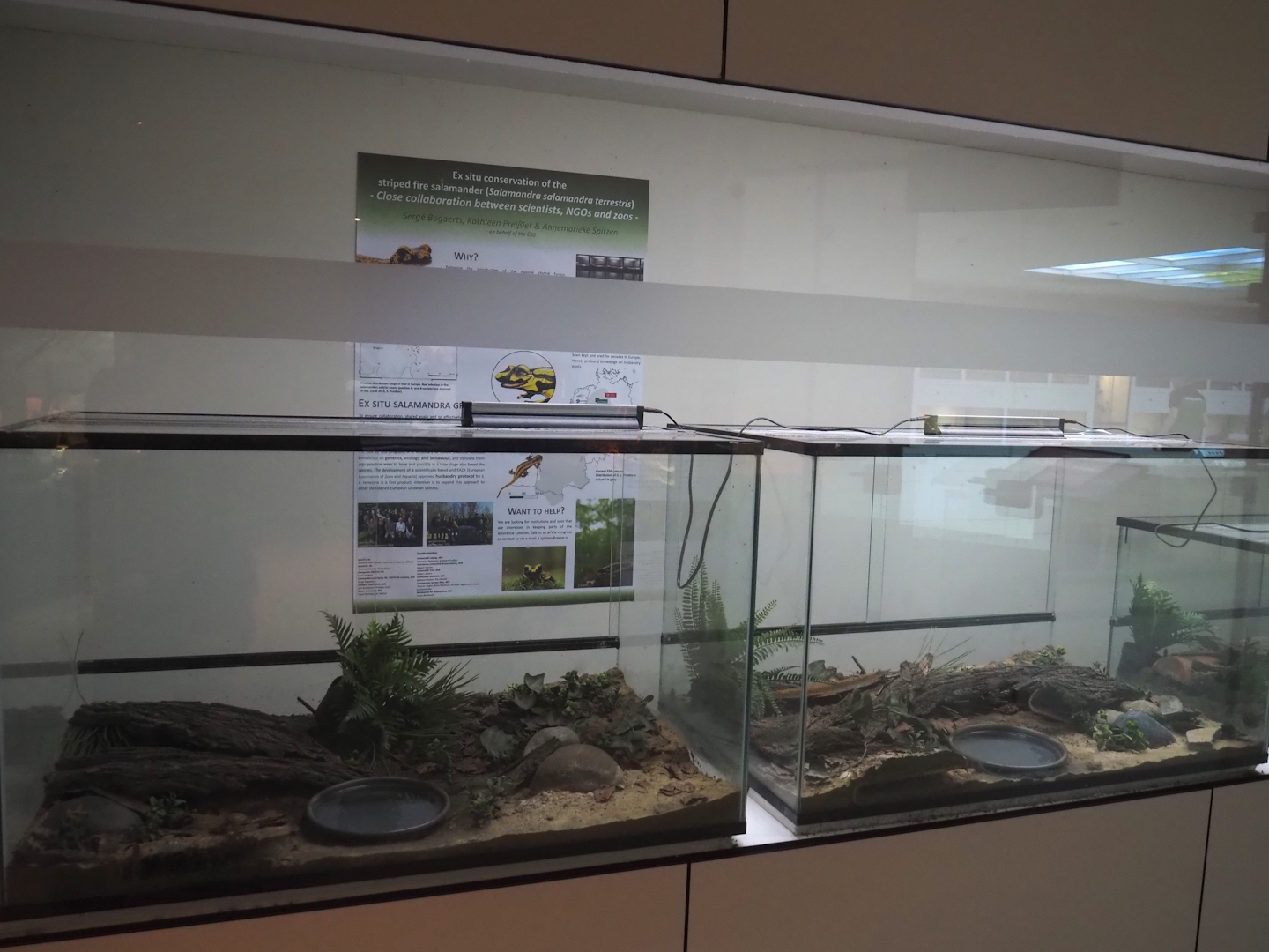 Conservation Center - Banded fire salamander room, 2024-06-30