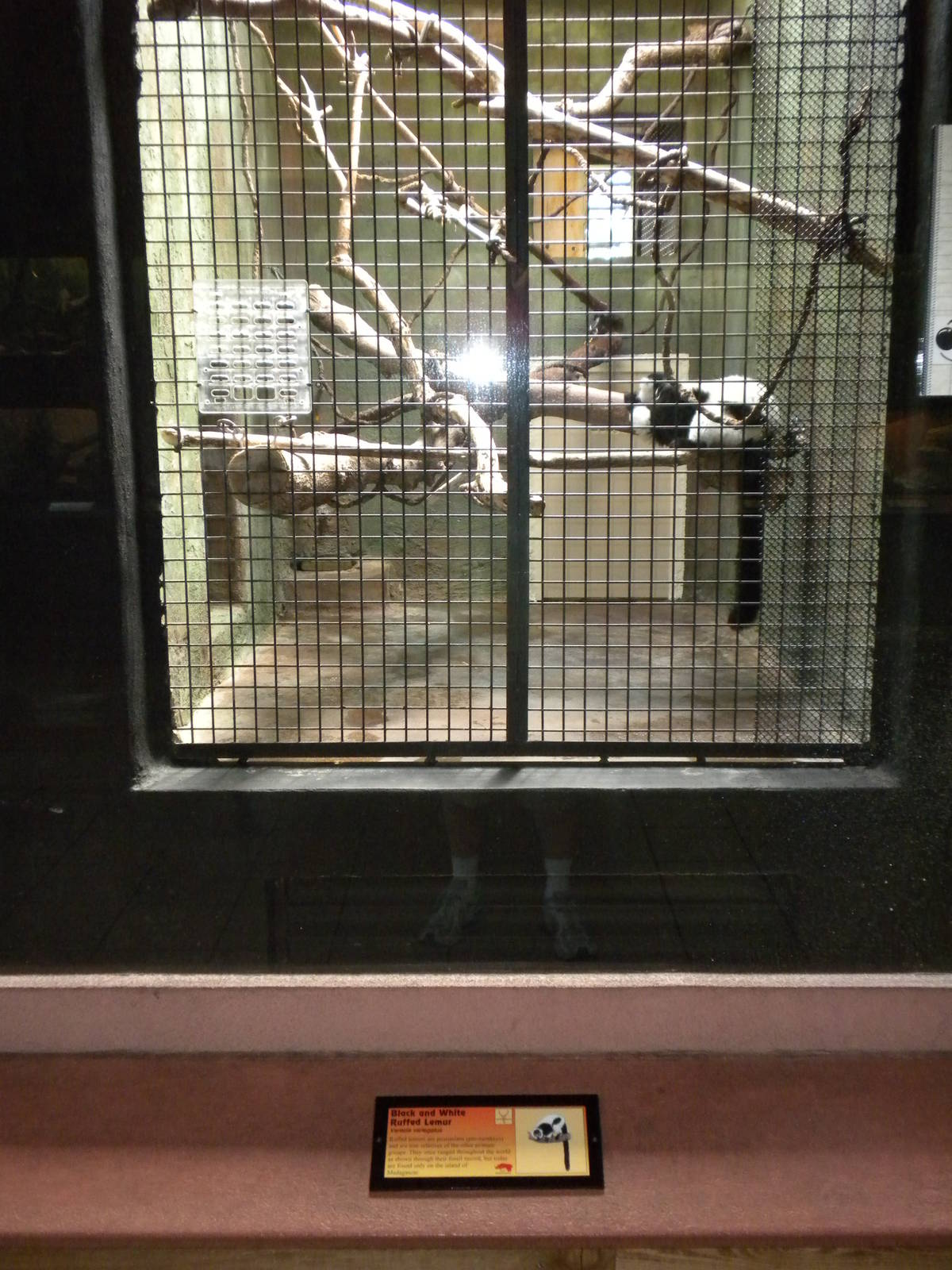 Conservation Center - Black and White Ruffed Lemurs