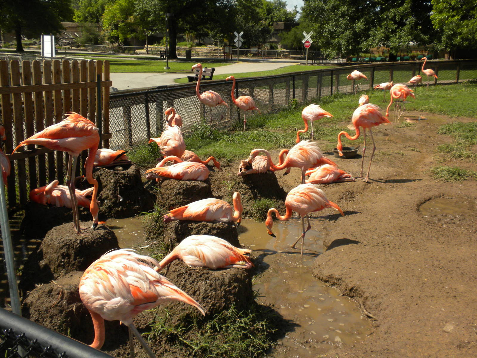 Conservation Center - Caribbean Flamingos