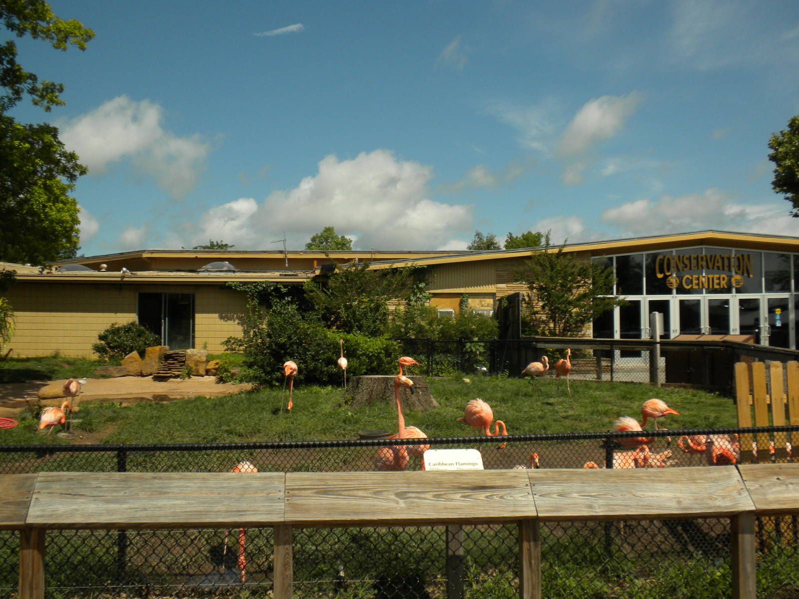 Conservation Center - Caribbean Flamingos