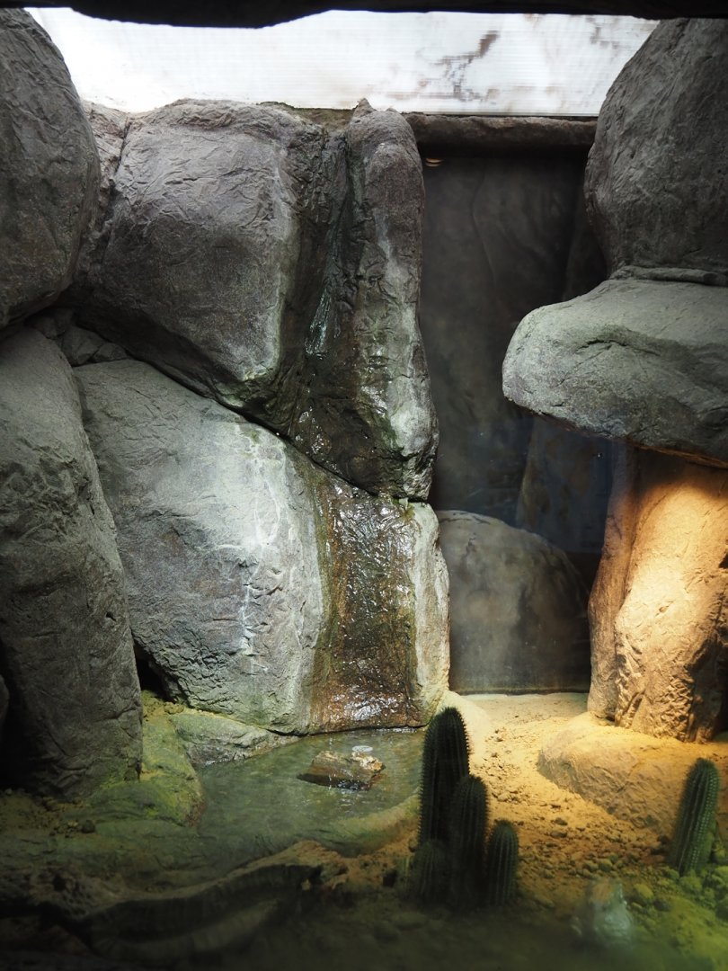 Conservation Center - Colorado River toad terrarium, 2024-06-30