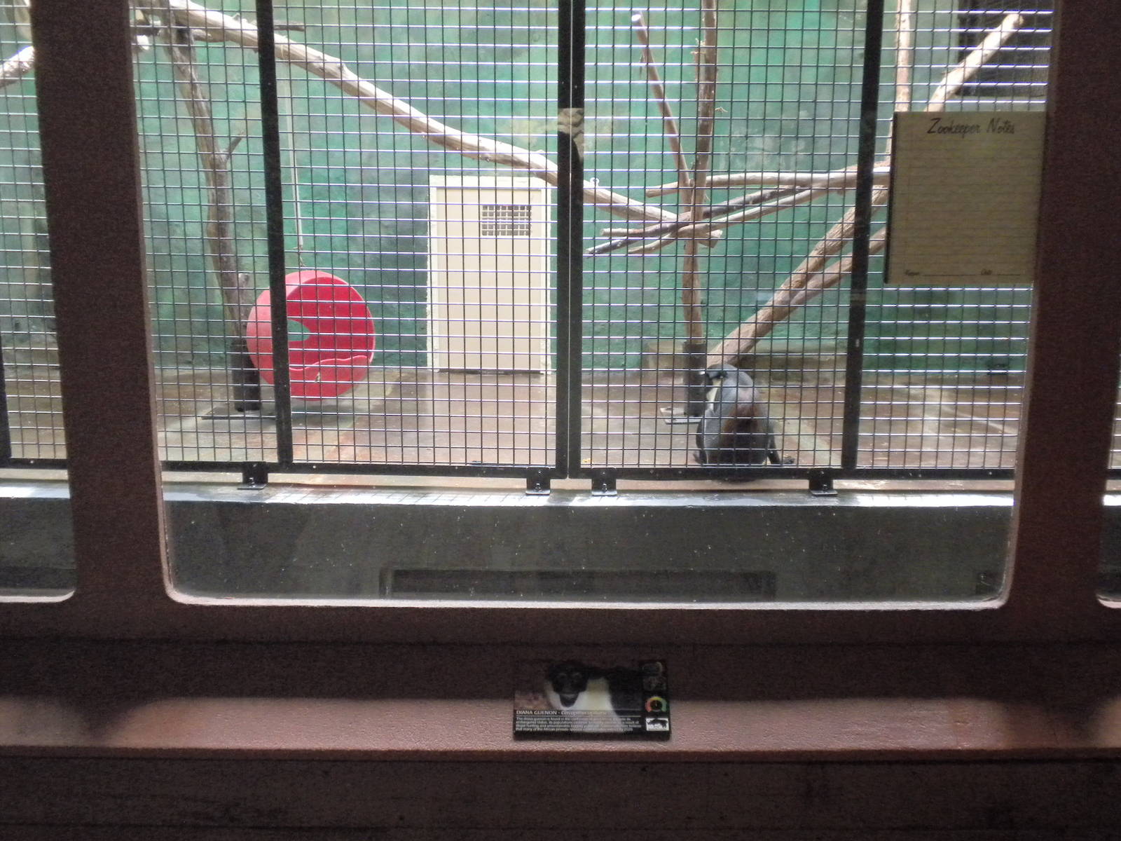 Conservation Center - Diana Monkey