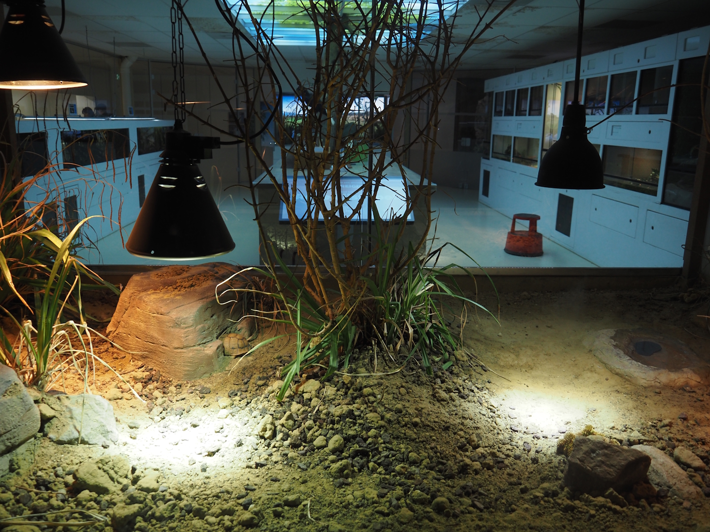 Conservation Center - Egyptian tortoise terrarium, 2024-06-30