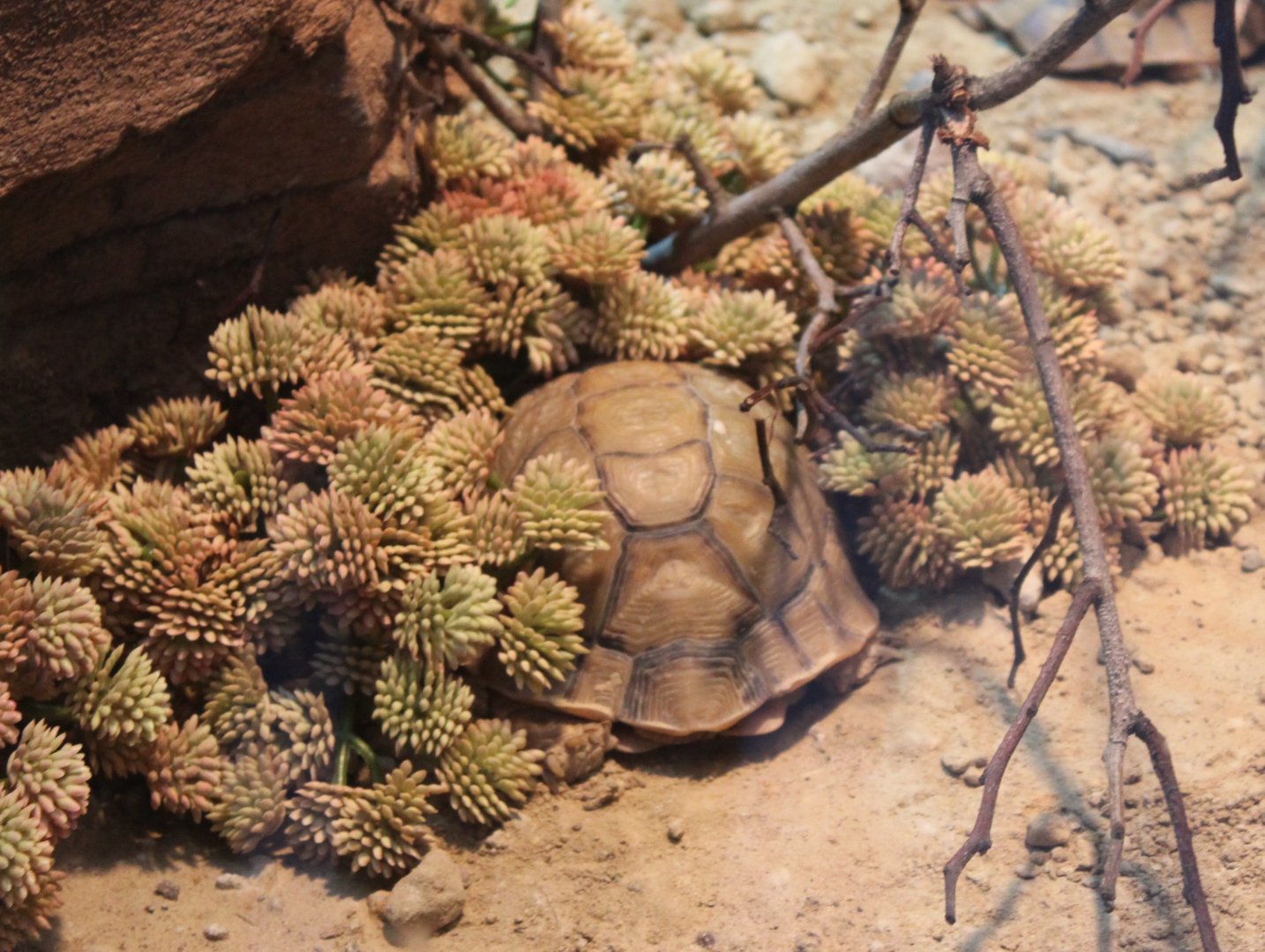 Conservation Center - Egyptian tortoise