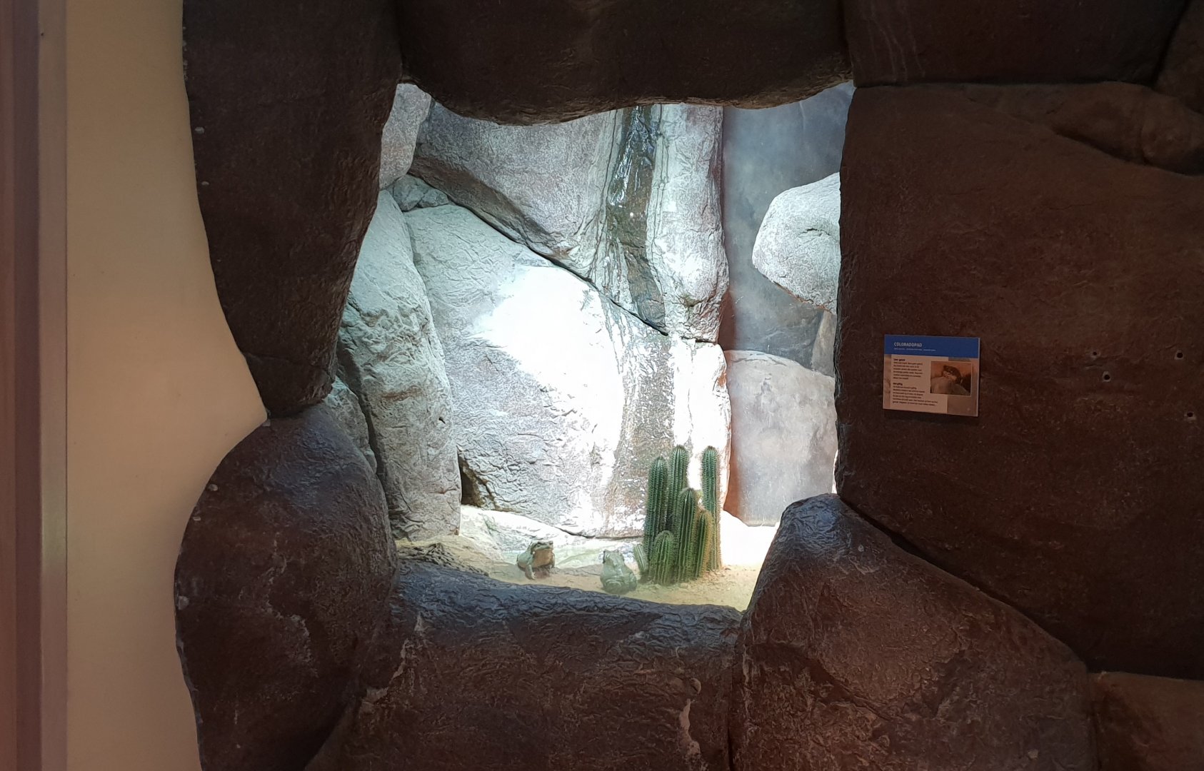 Conservation Center - Enclosure Colorado toad