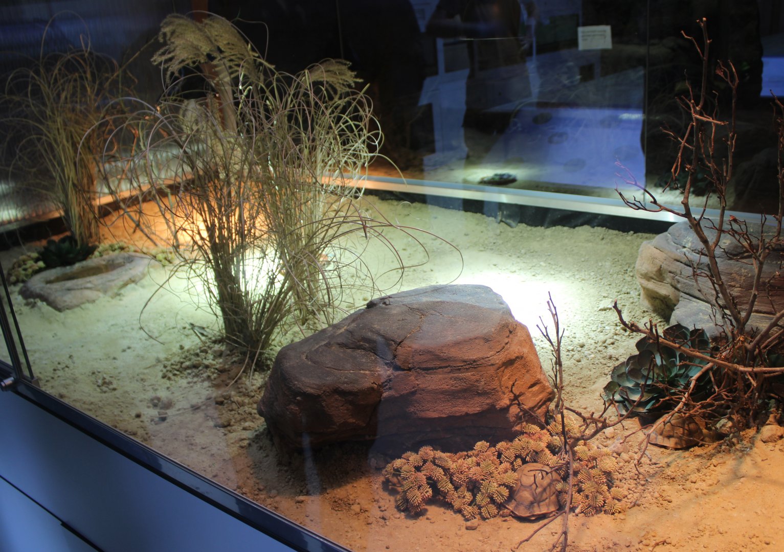 Conservation Center - Enclosure Egyptian tortoise