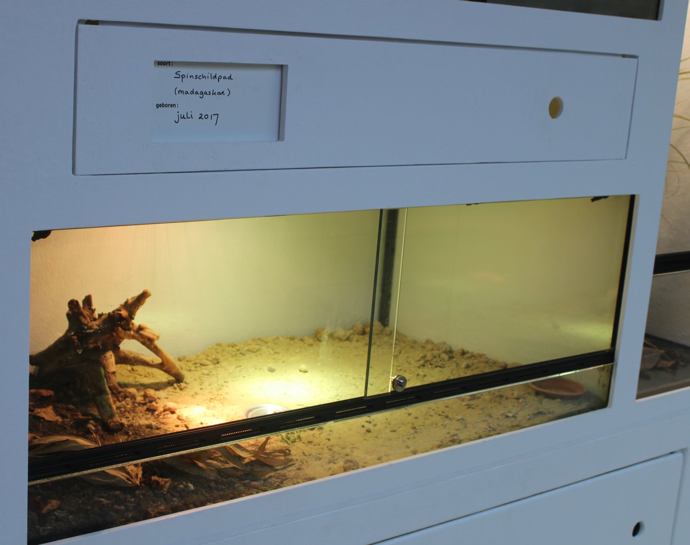 Conservation Center - Enclosure Madagascar spider tortoise