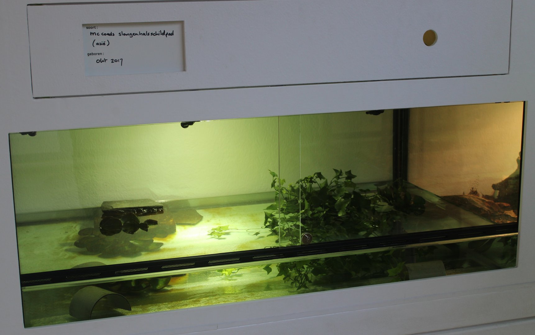 Conservation Center - Enclosure McCords turtle