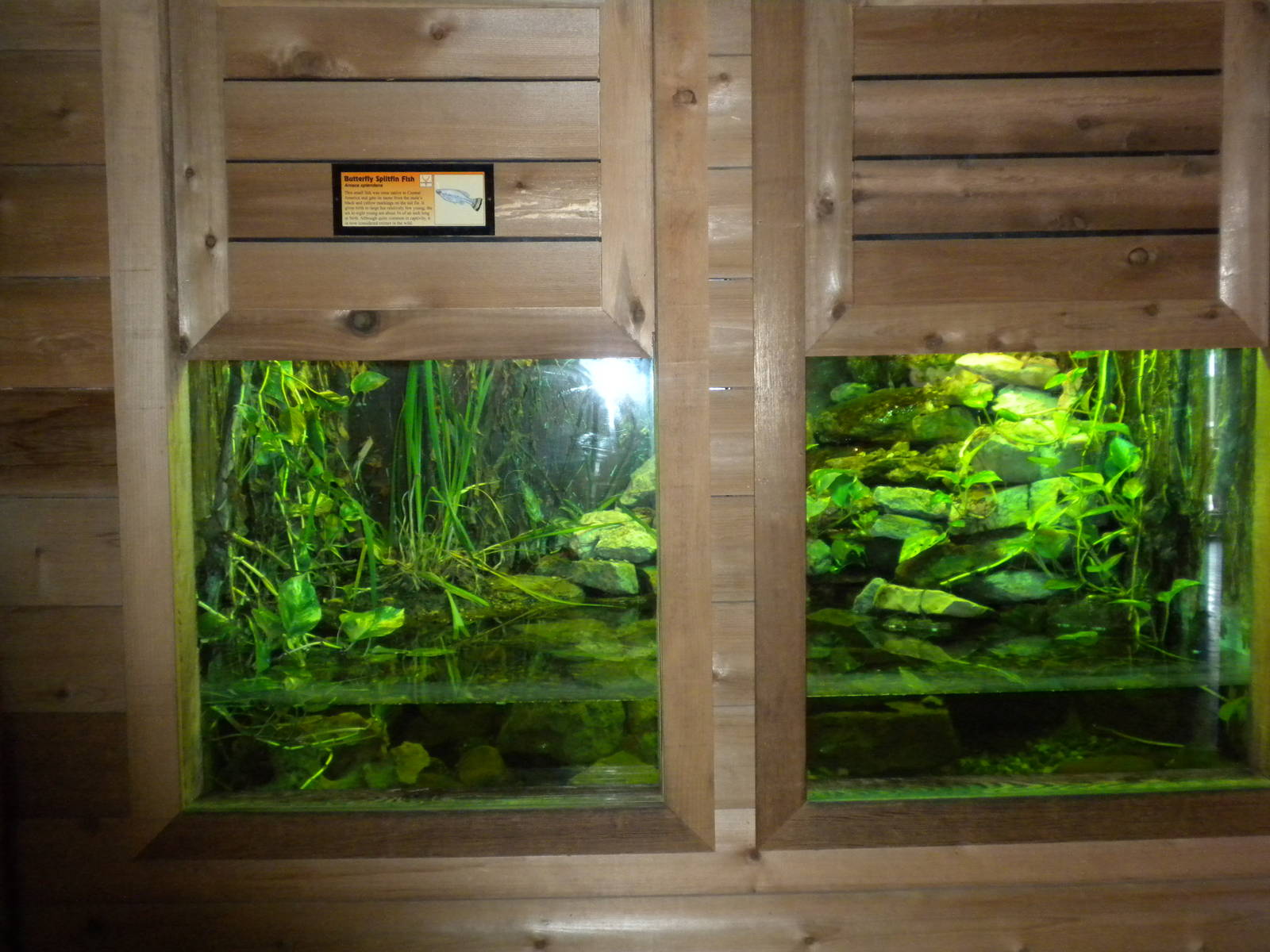 Conservation Center - Fish