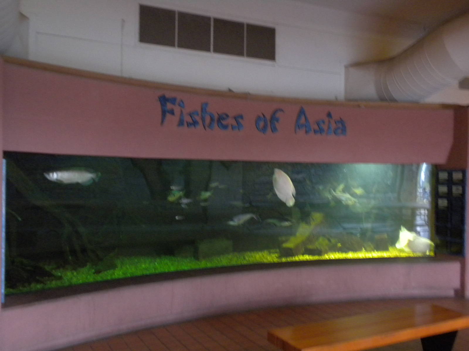 Conservation Center - Fishes of Asia
