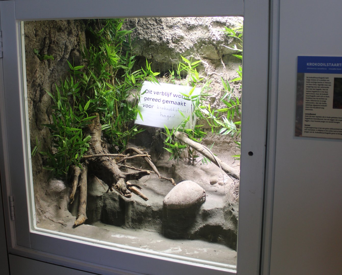 Conservation Center - Future enclosure Crocodile-tailed lizard