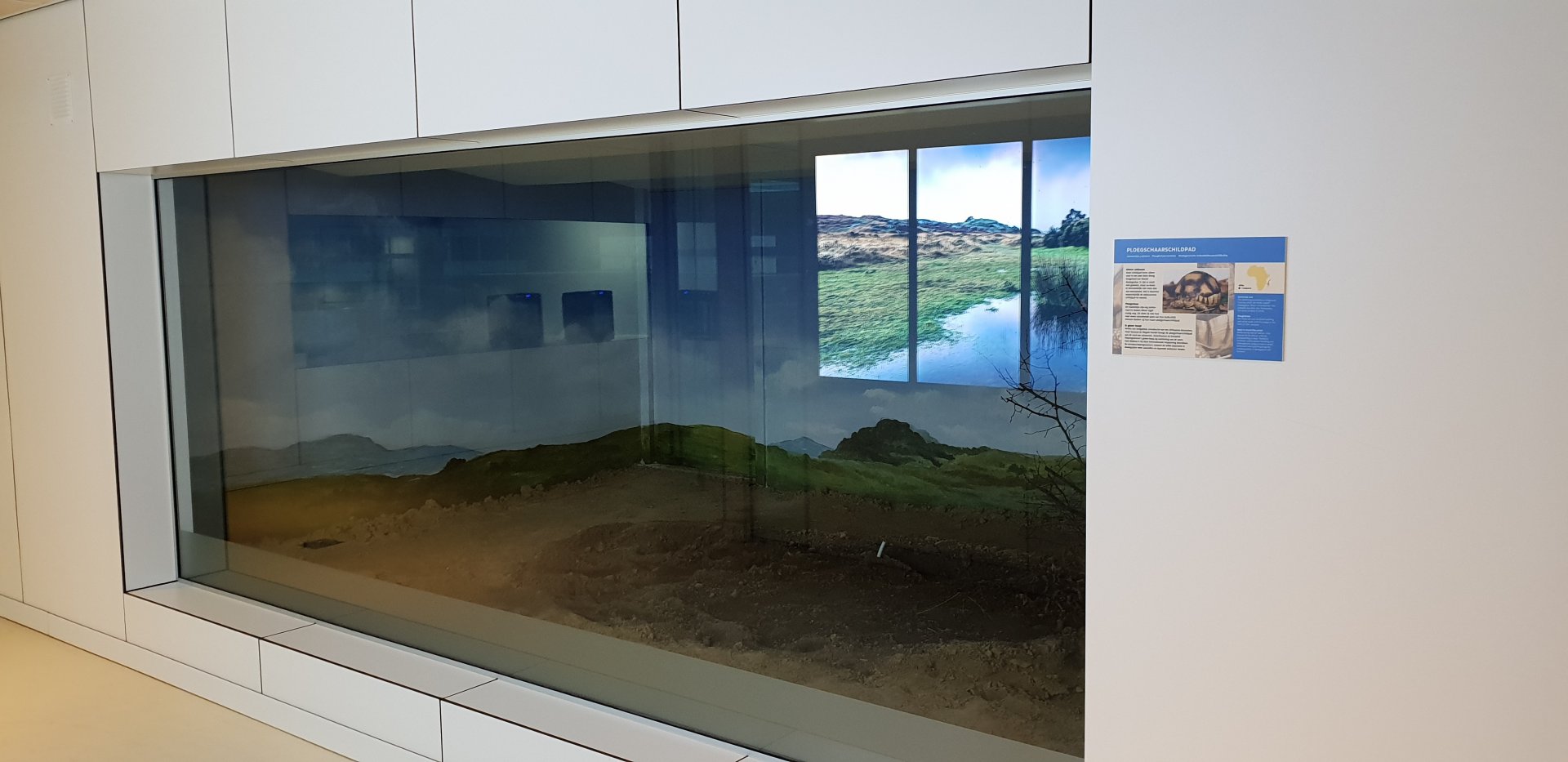 Conservation Center - Future enclosure Ploughshare tortoise