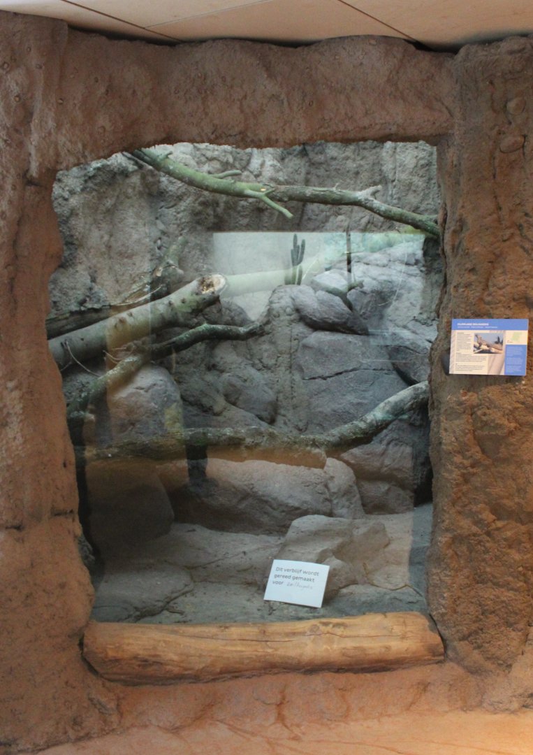 Conservation Center - Future enclosure Sail-fin lizard