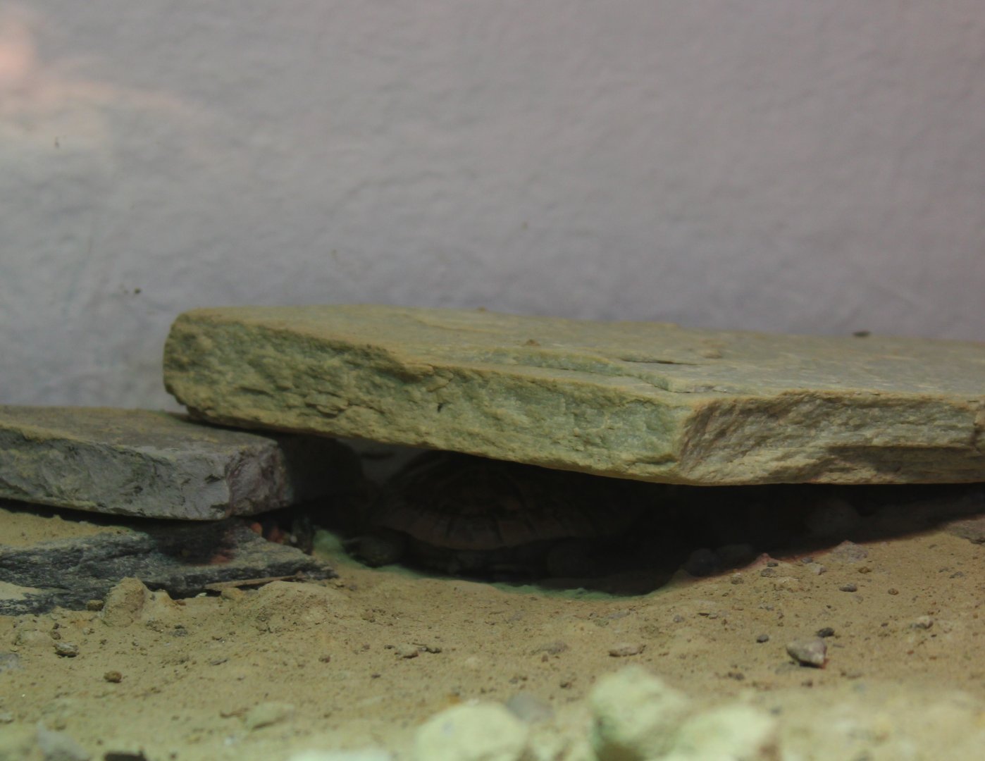 Conservation Center - Hidden Pancake tortoise