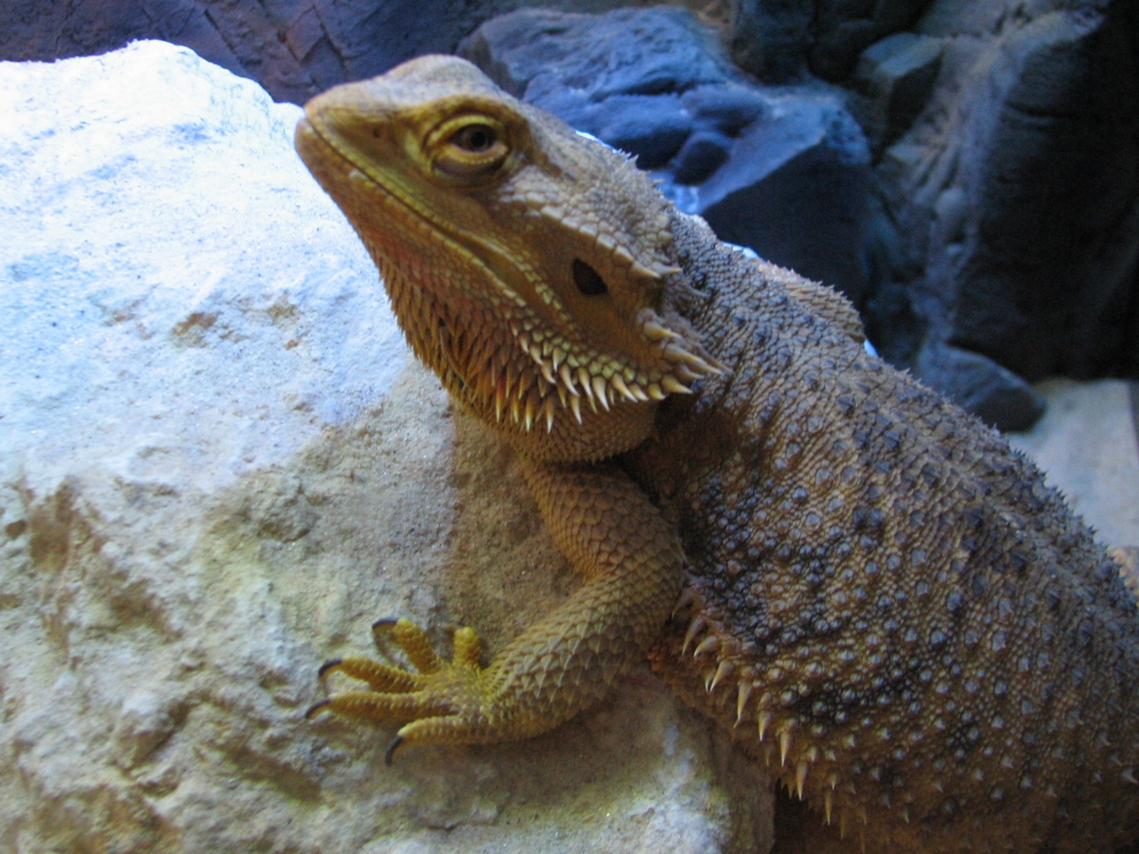 Conservation Center - Inland Bearded Dragon