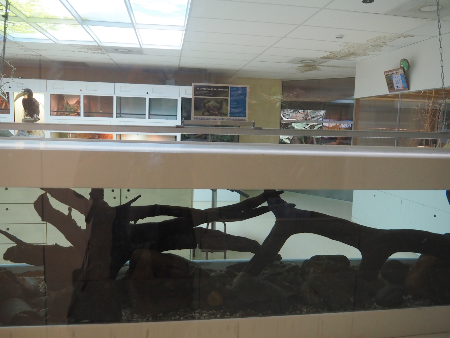 Conservation Center - Lake Pátzcuaro salamander tank, 2024-06-30