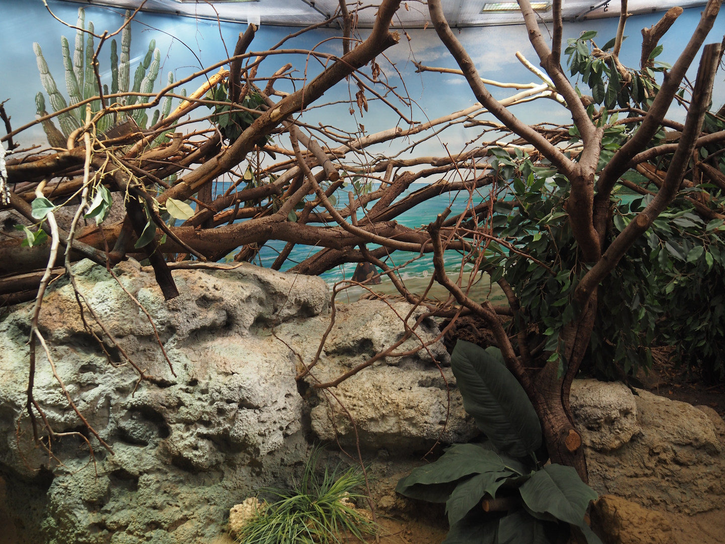 Conservation Center - Lesser Antillean iguana terrarium, 2024-06-30