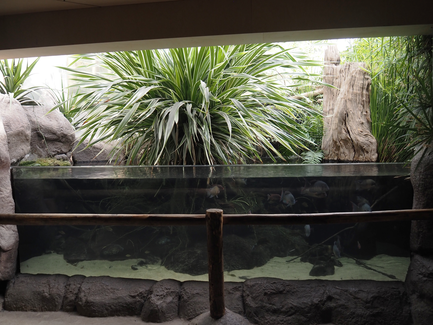 Conservation Center - Madagascar cichlid tank, 2024-06-30