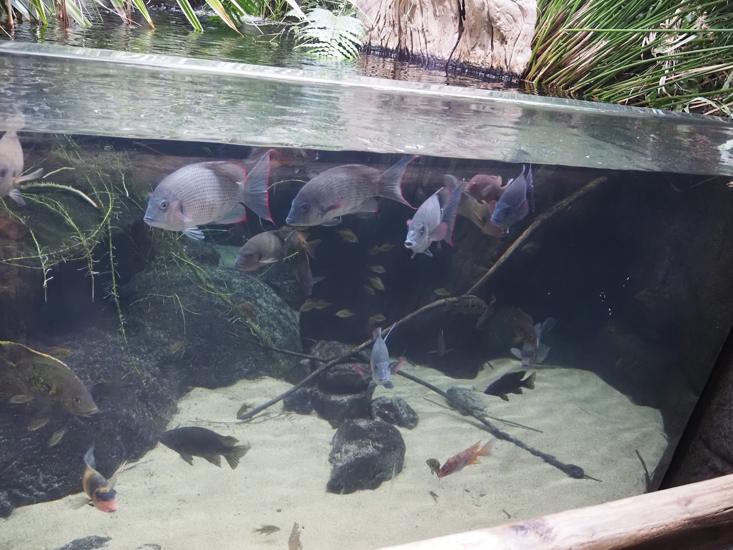 Conservation Center - Madagascar cichlid tank, 2024-06-30