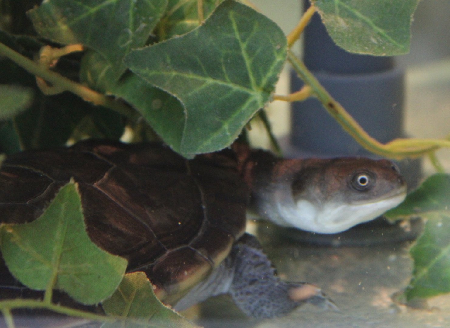 Conservation Center - McCords turtle