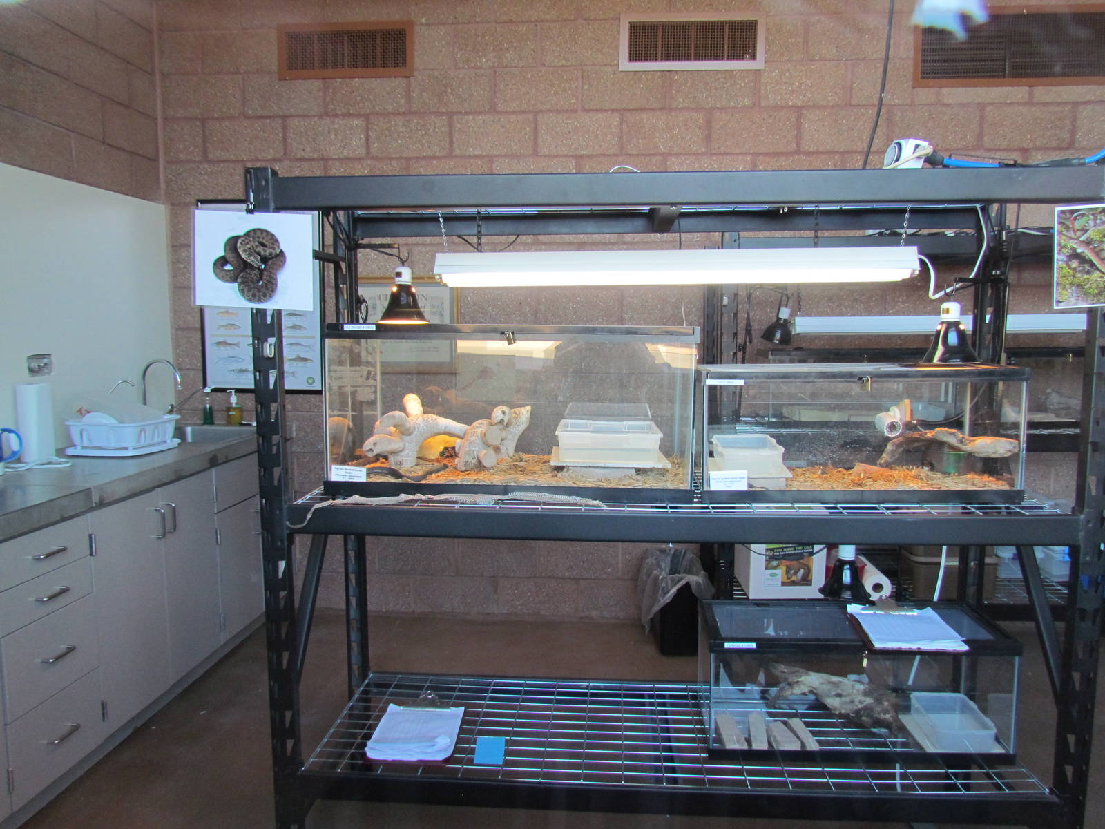 Conservation Center - Narrow-headed Garter Snakes