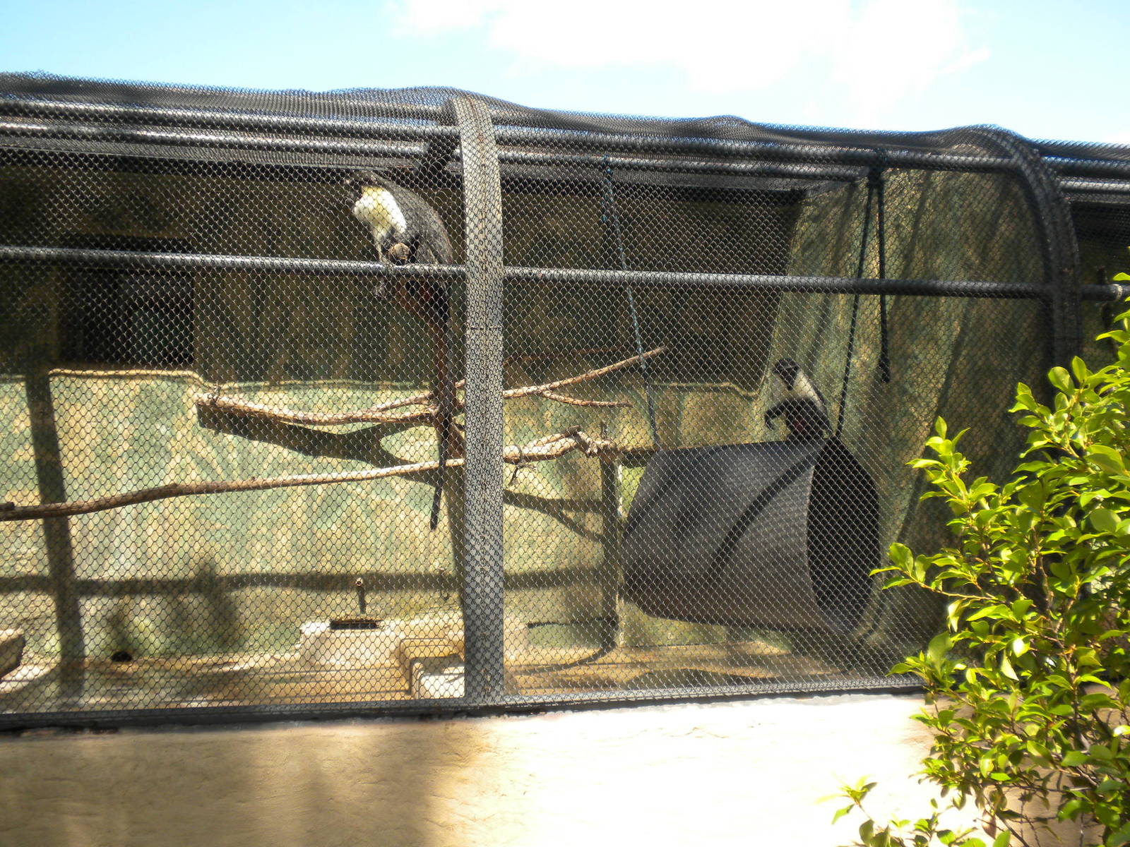 Conservation Center - Outdoor Monkey cages