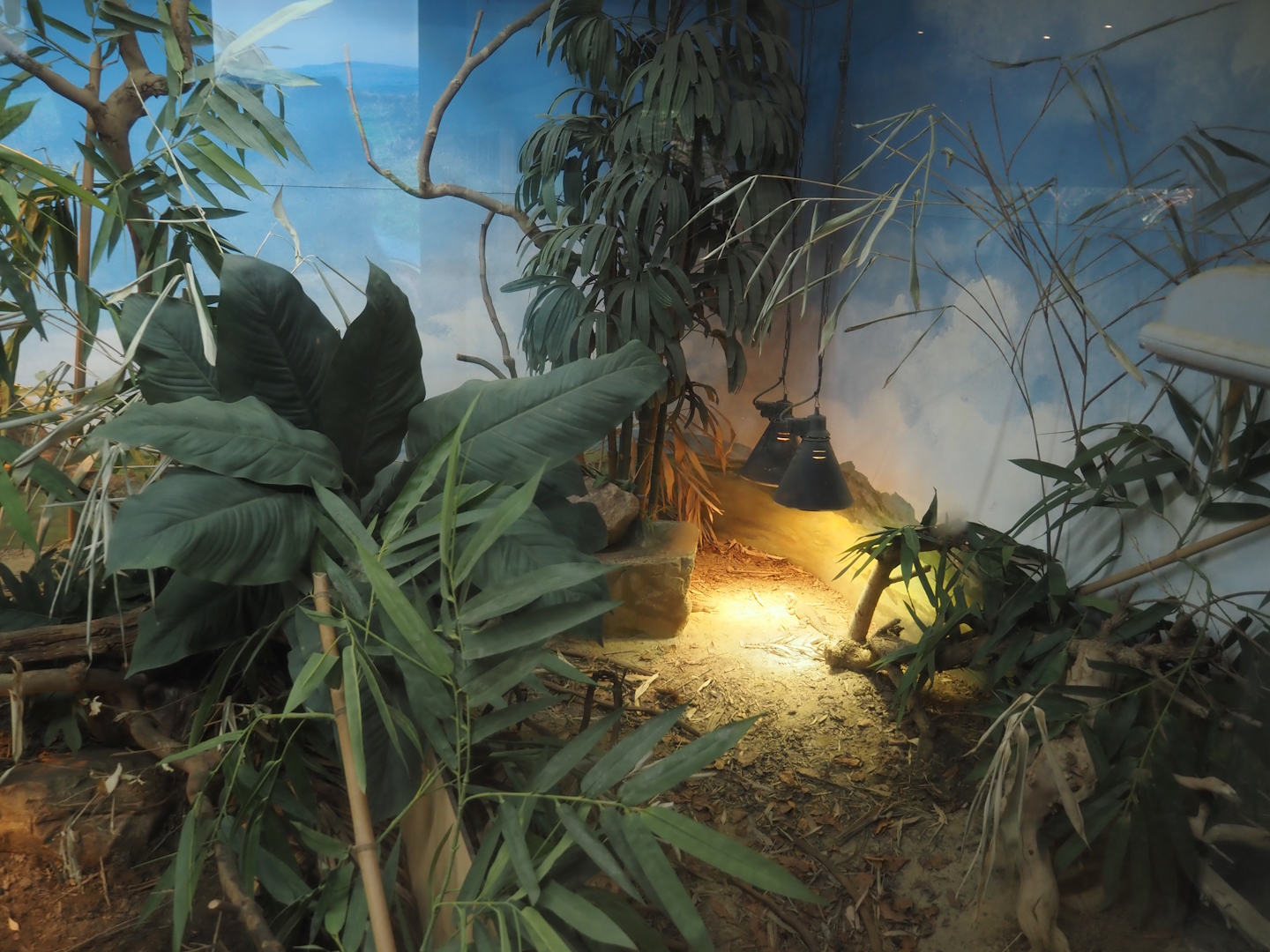 Conservation Center - Part of Ploughshare tortoise and Cuvier's Madagascar swift terrarium, 2024-06-30