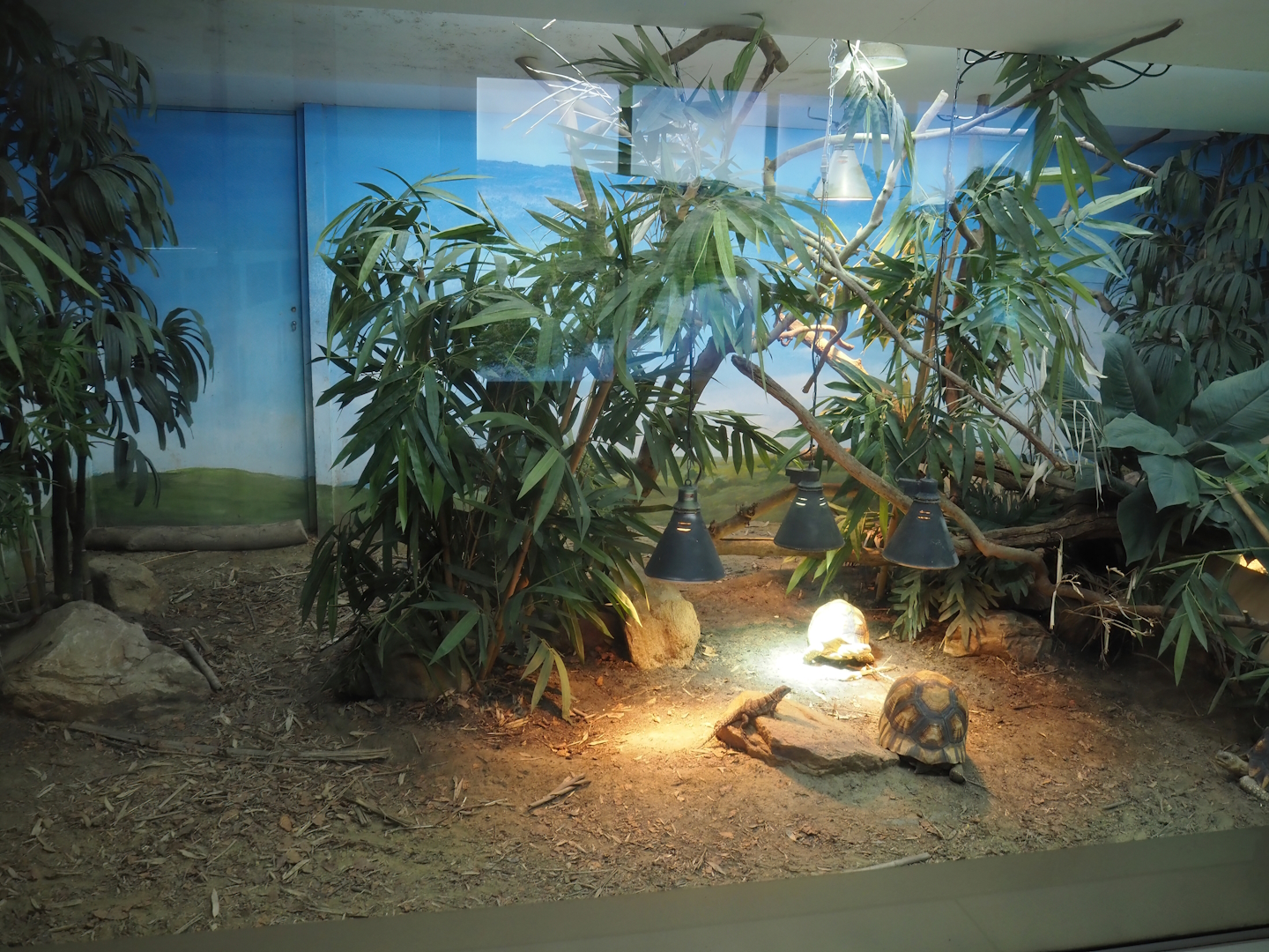 Conservation Center - Ploughshare tortoise and Cuvier's Madagascar swift terrarium, 2024-06-30