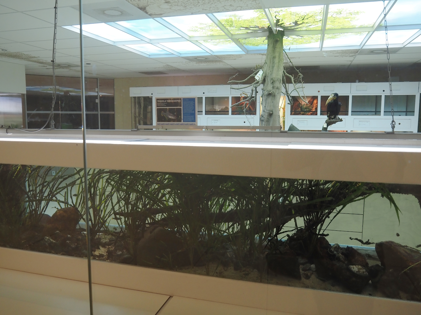 Conservation Center - Tequila splitfin tank, 2024-06-30