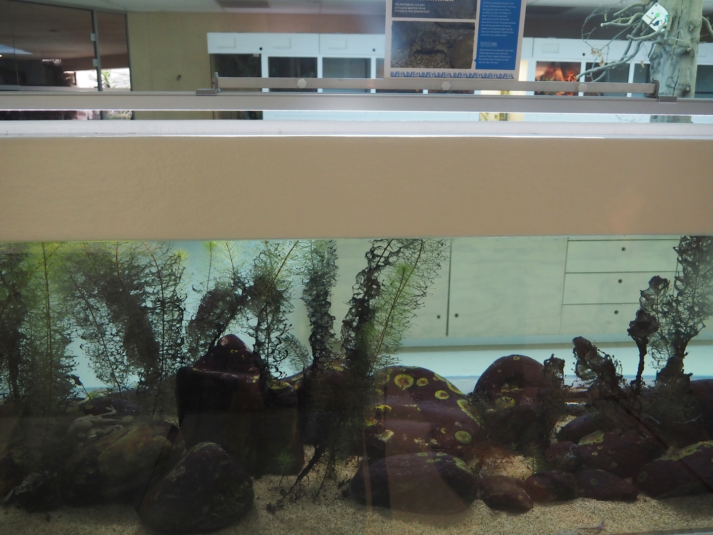 Conservation Center - Titicaca water frog tank, 2024-06-30