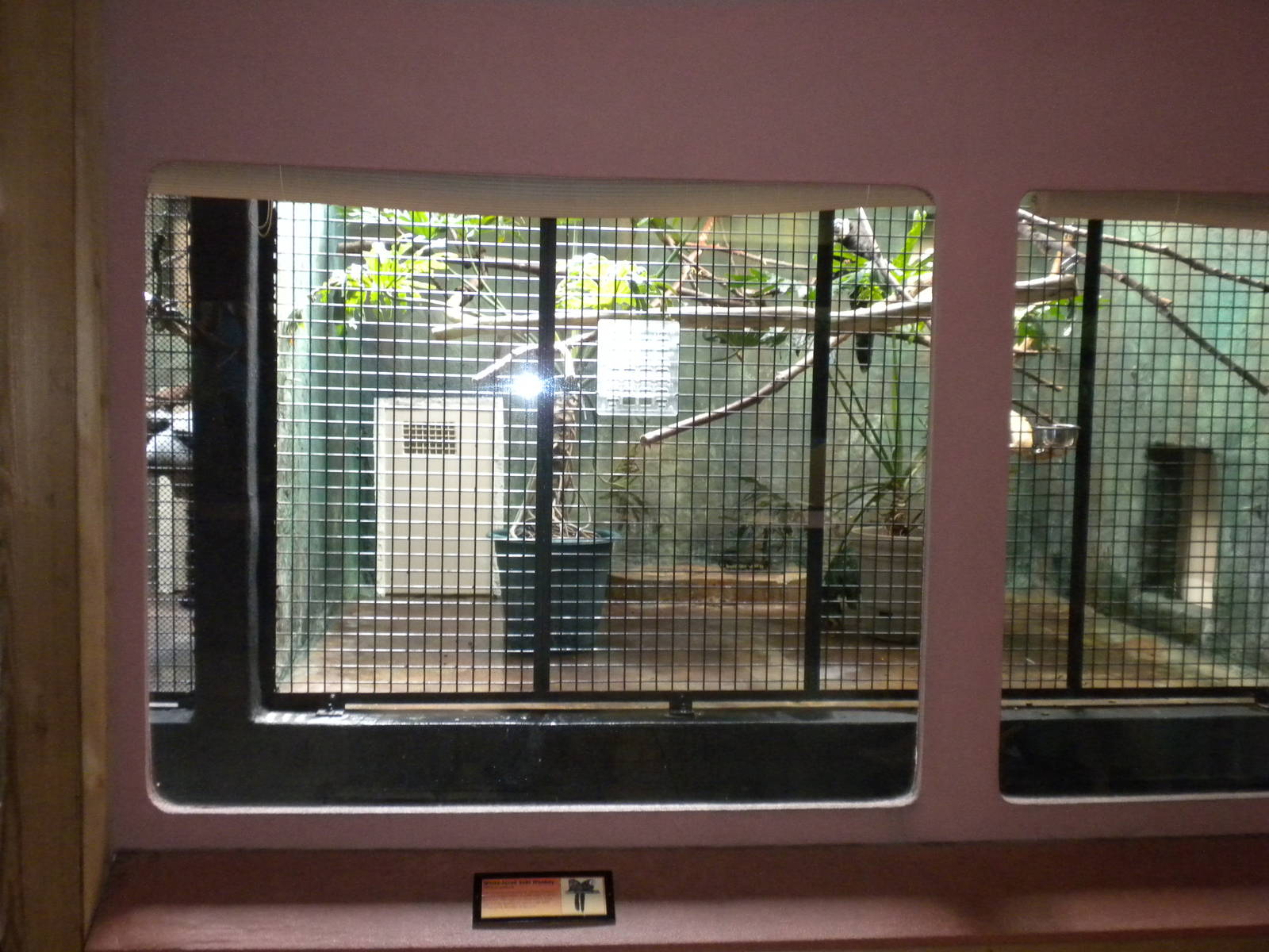 Conservation Center - White Faced Sakis