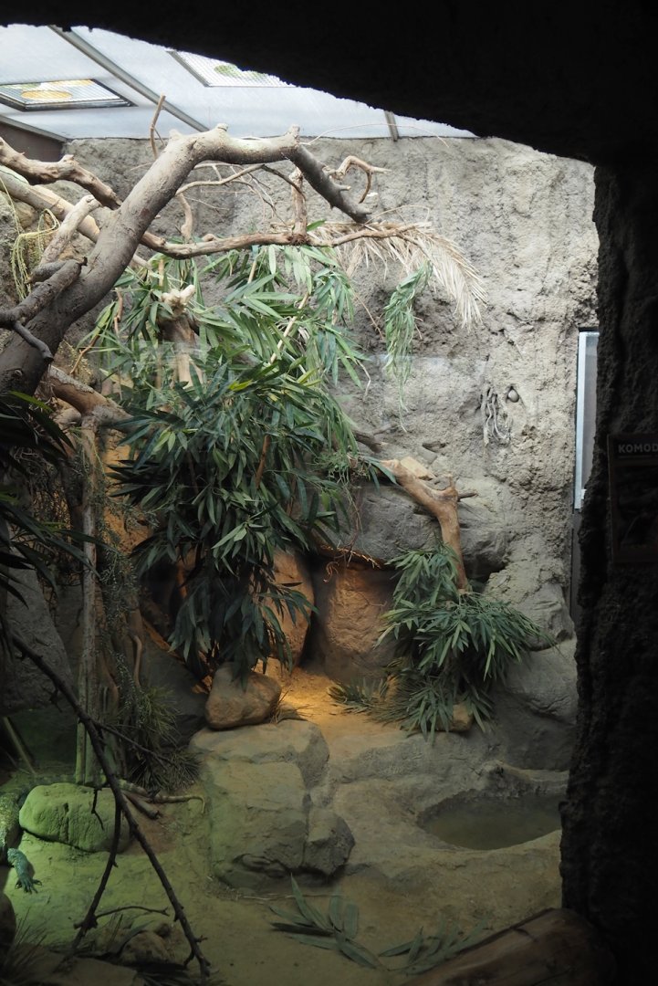 Conservation Center - Younger Komodo dragon exhibit, 2024-06-30