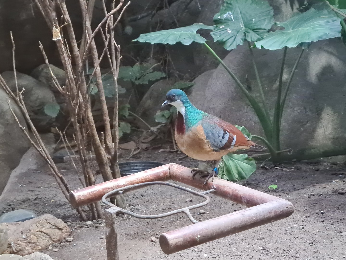 Conservation centre - Mindanao bleeding-heart (Gallicolumba crinigera)