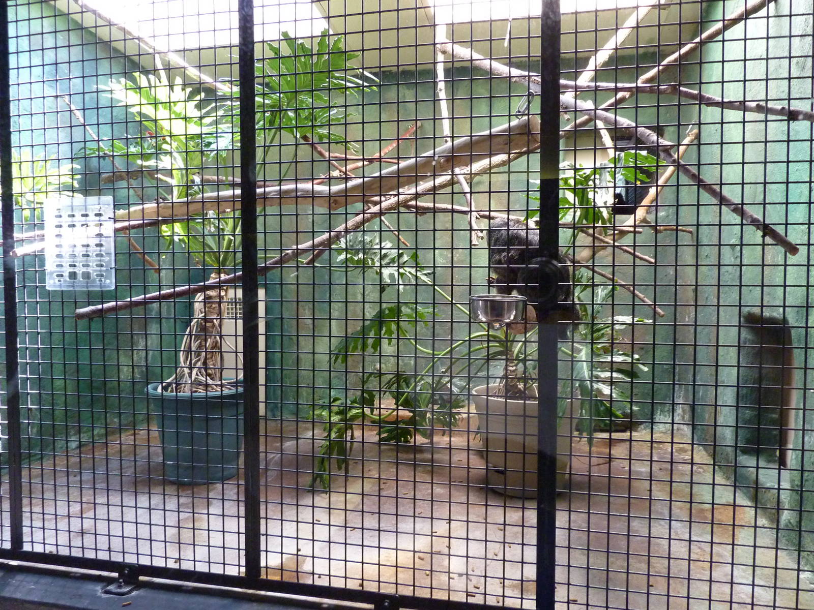 Conservation Centre - Primates, Birds, Reptiles, Amphibians + Fish