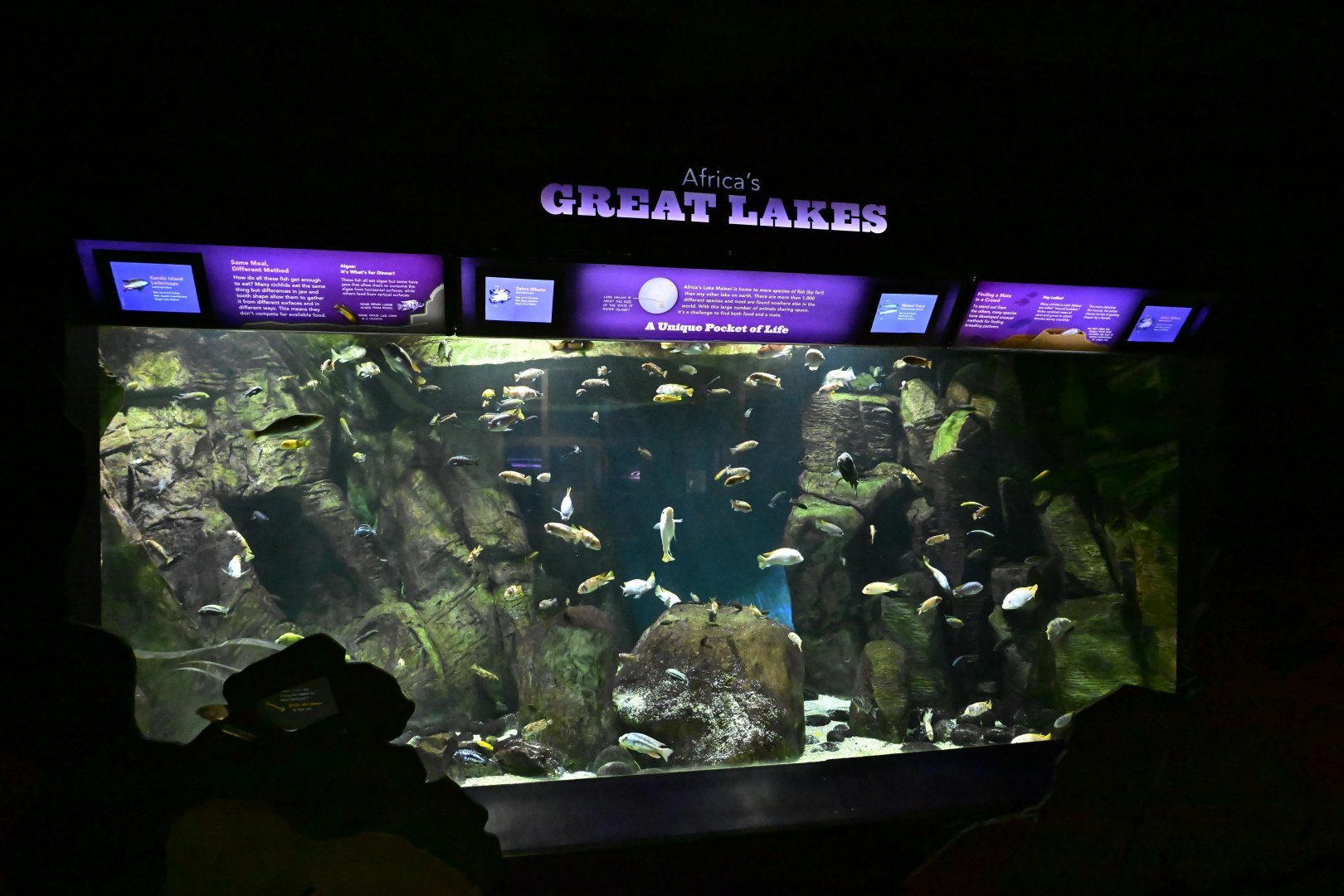 Conservation Hall - Africa's Great Lakes Exhibit
