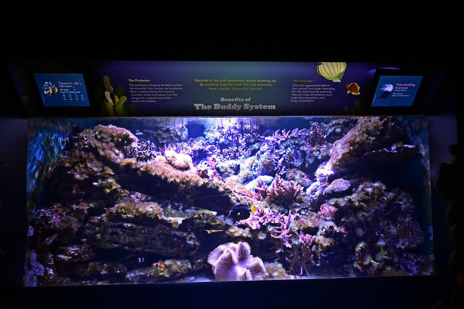 Conservation Hall - Benefits of the Buddy System Exhibit