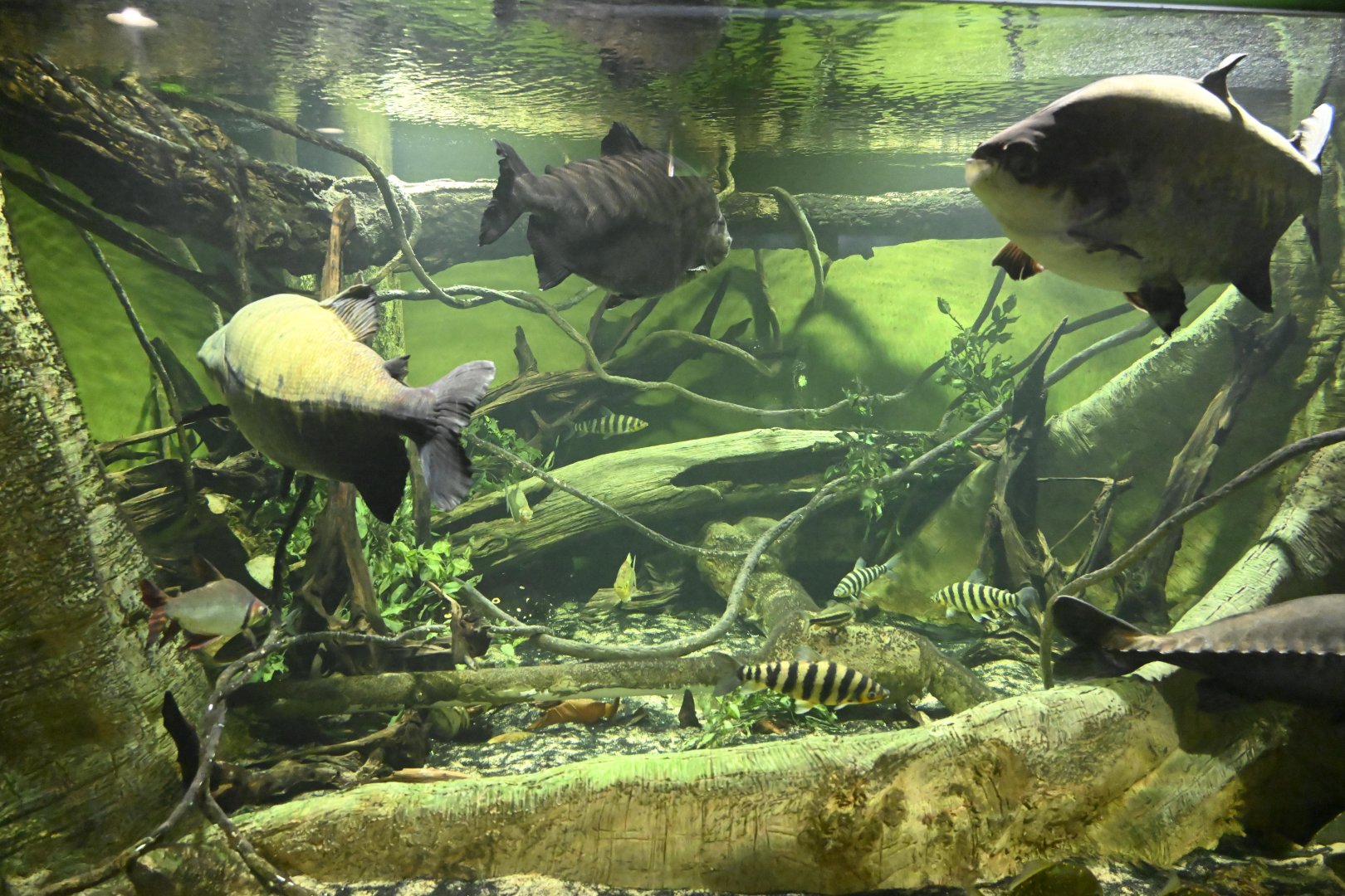 Conservation Hall - Brazil's Flooded Forest Exhibit