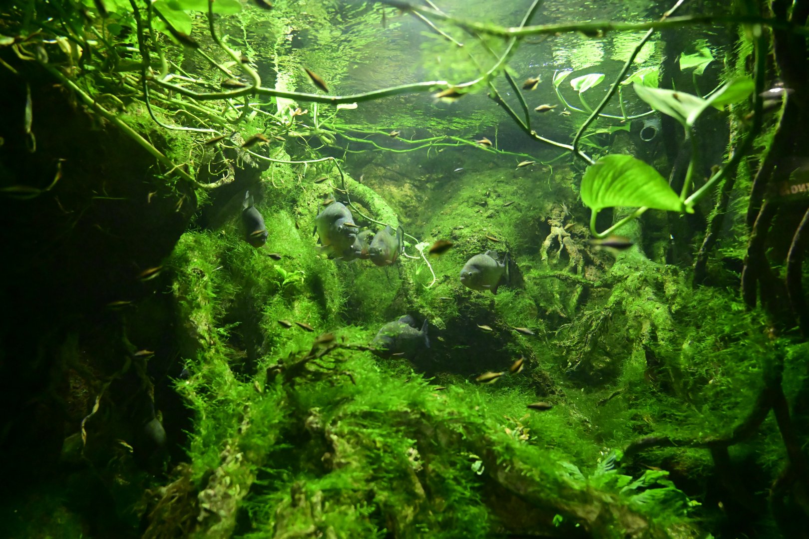 Conservation Hall - Fact or Fable Exhibit