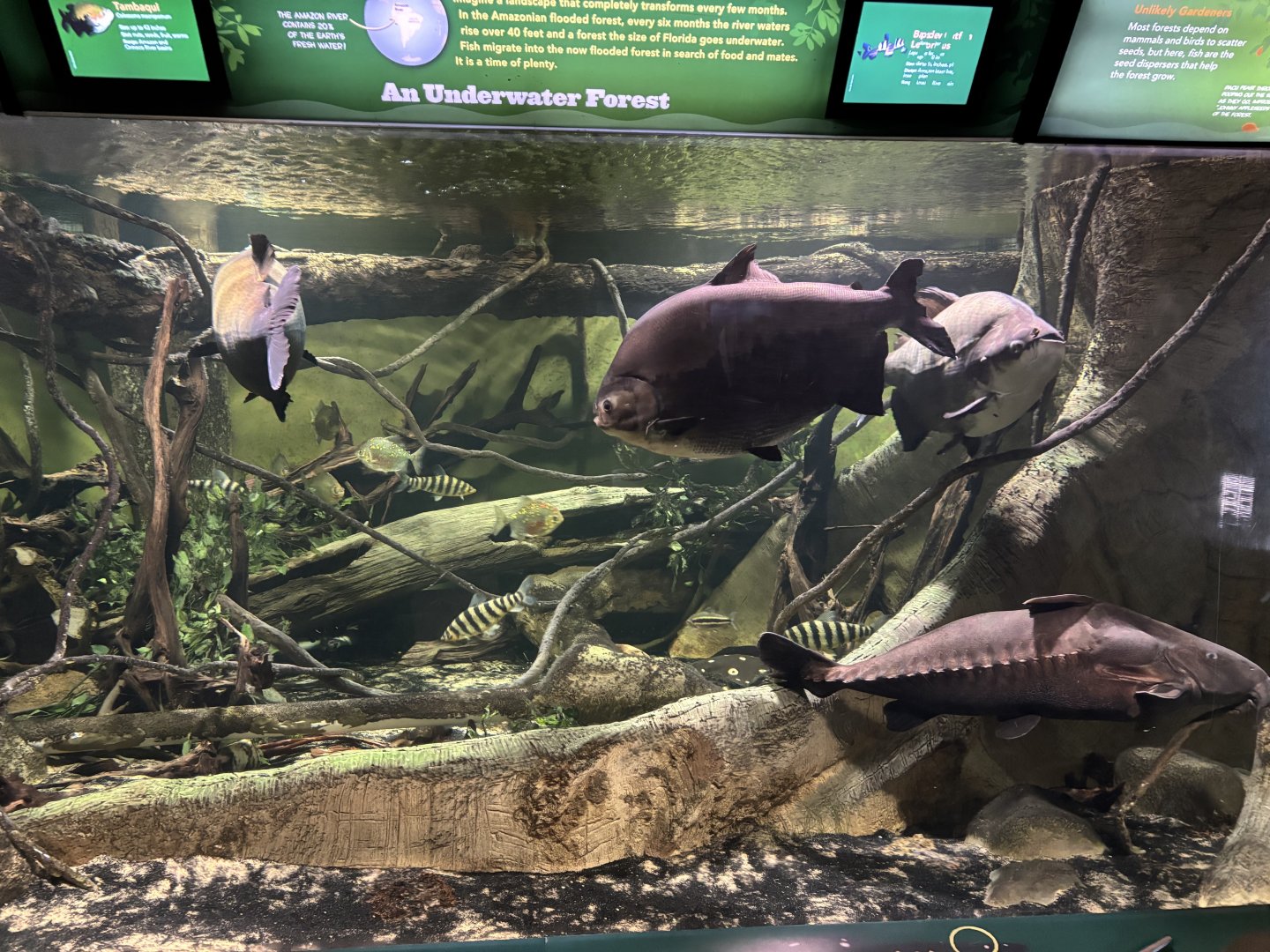 Conservation Hall- Flooded Forest Exhibit
