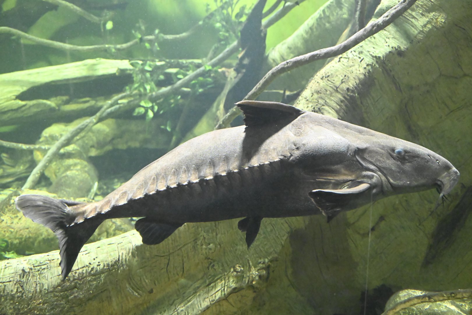Conservation Hall - Ripsaw Catfish (Oxydoras niger)