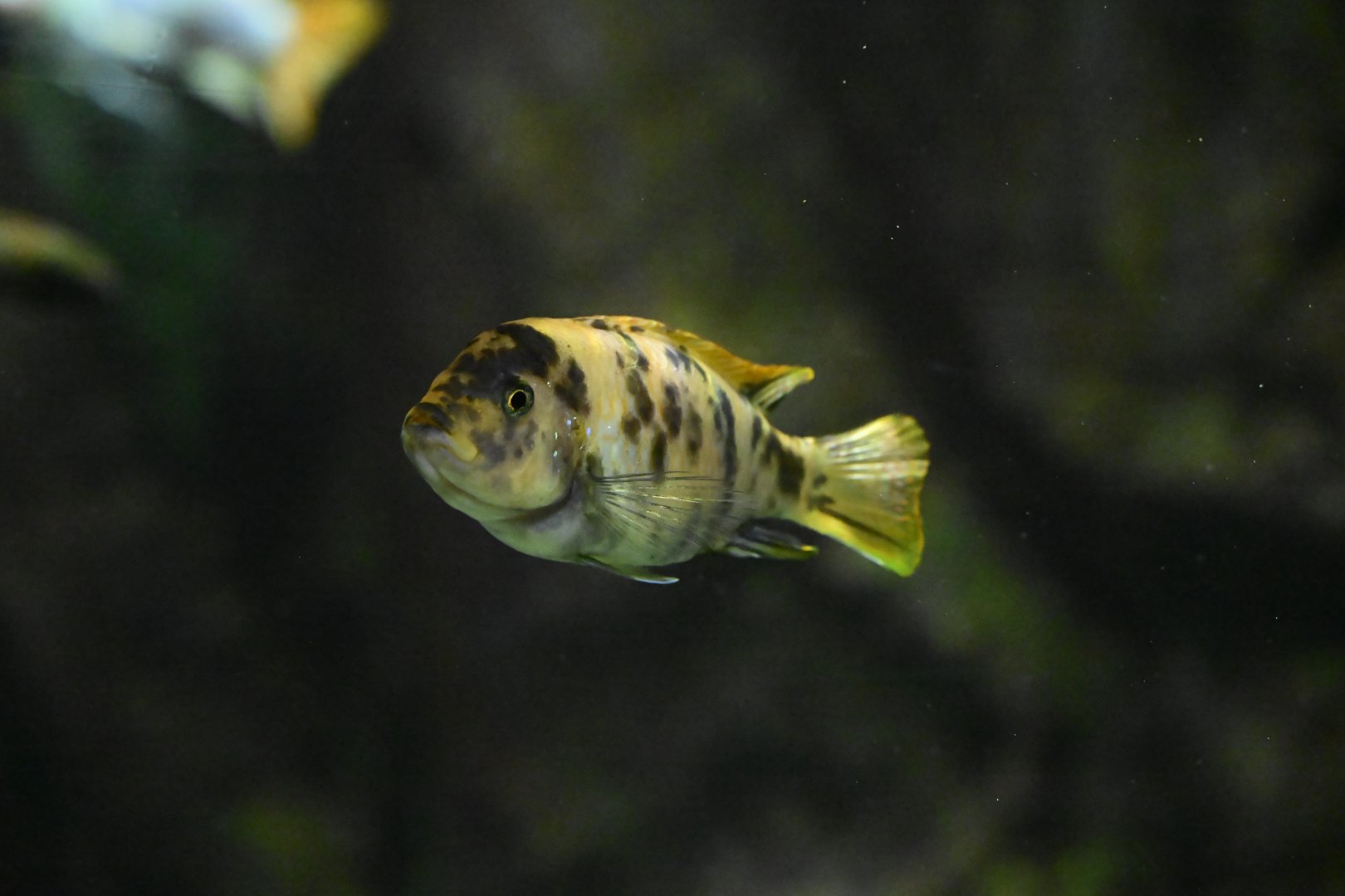 Conservation Hall - Scrapermouth Mbuna (Labeotropheus trewavasae)