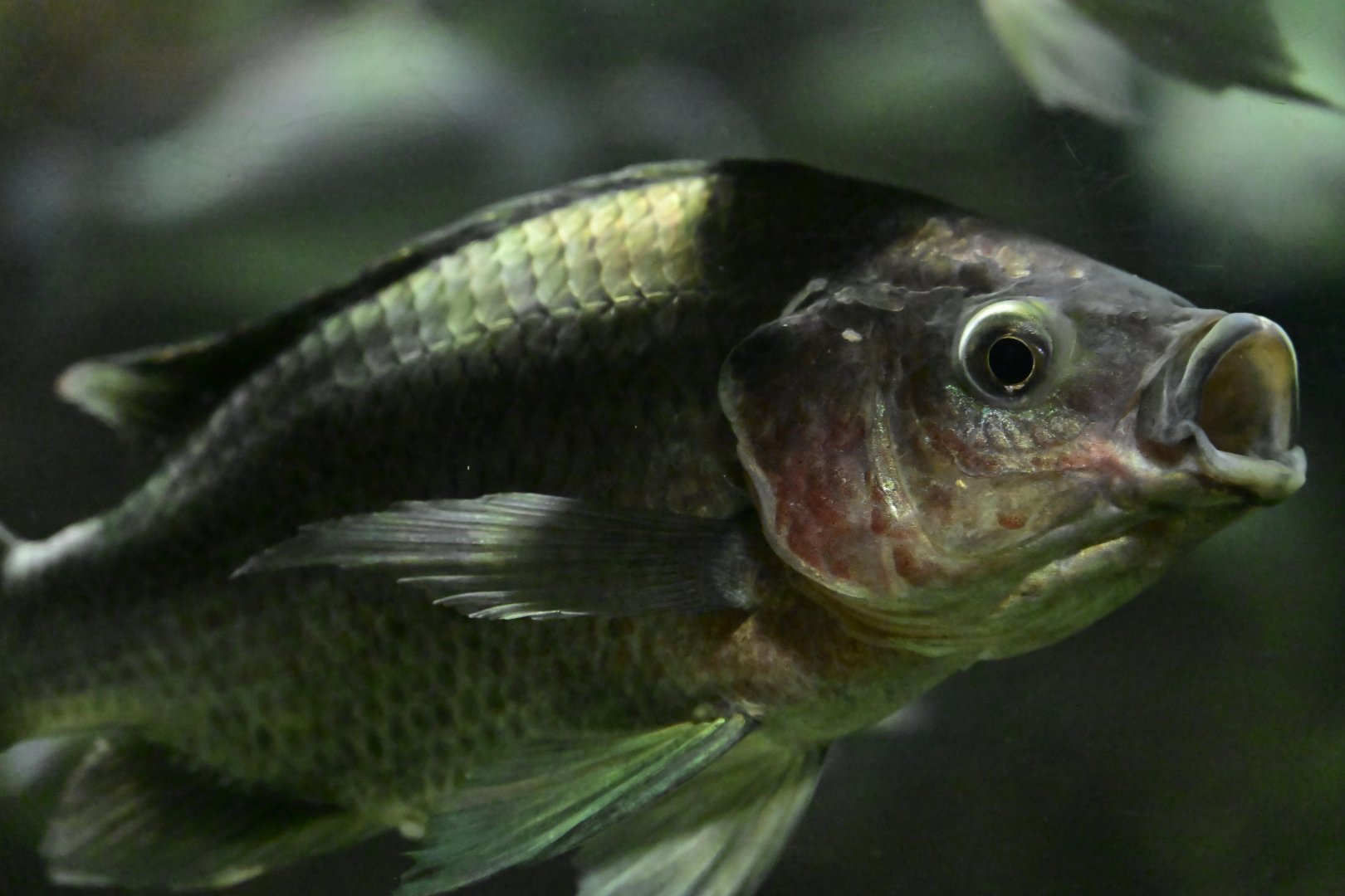 Conservation Hall - Singida Tilapia (Oreochromis esculentus)