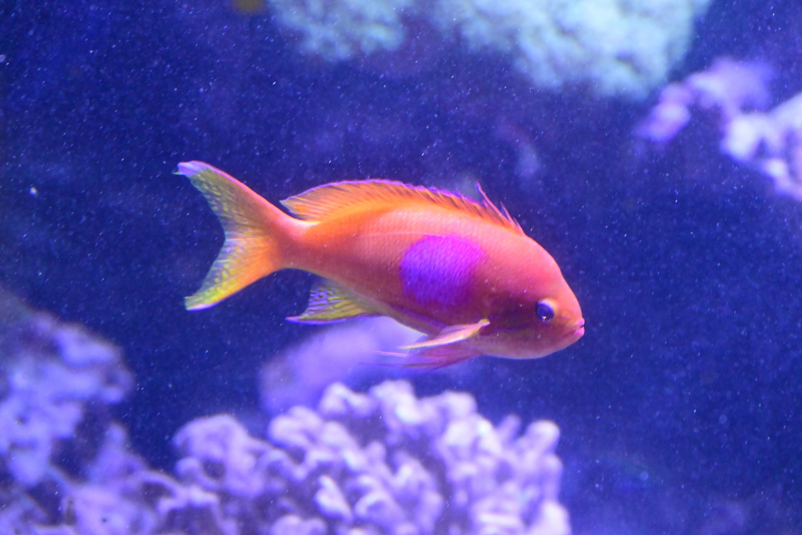 Conservation Hall - Squarespot Anthias (Pseudanthias pleurotaenia)