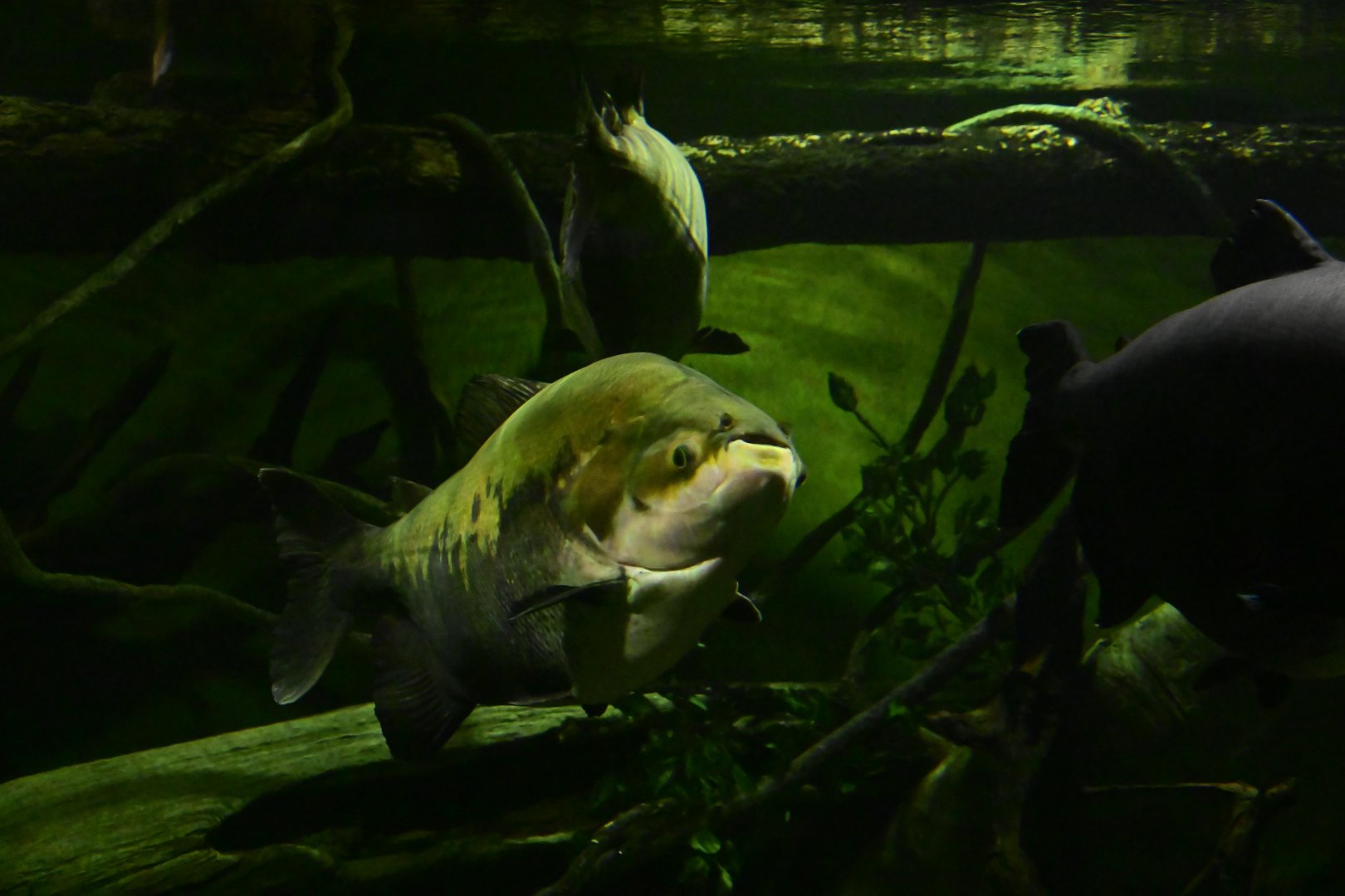 Conservation Hall - Tambaqui (Colossoma macropomum)