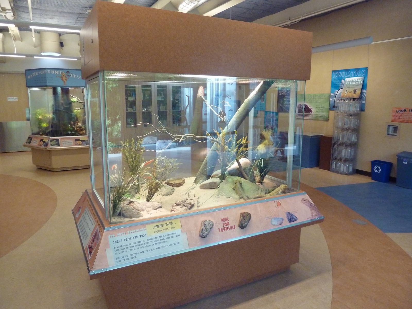 Conservation Learning Center - Bearded Dragon Exhibit