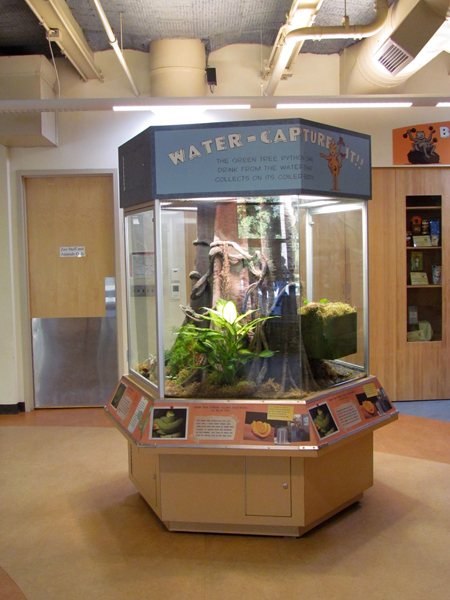Conservation Learning Center - Green Tree Python Exhibit