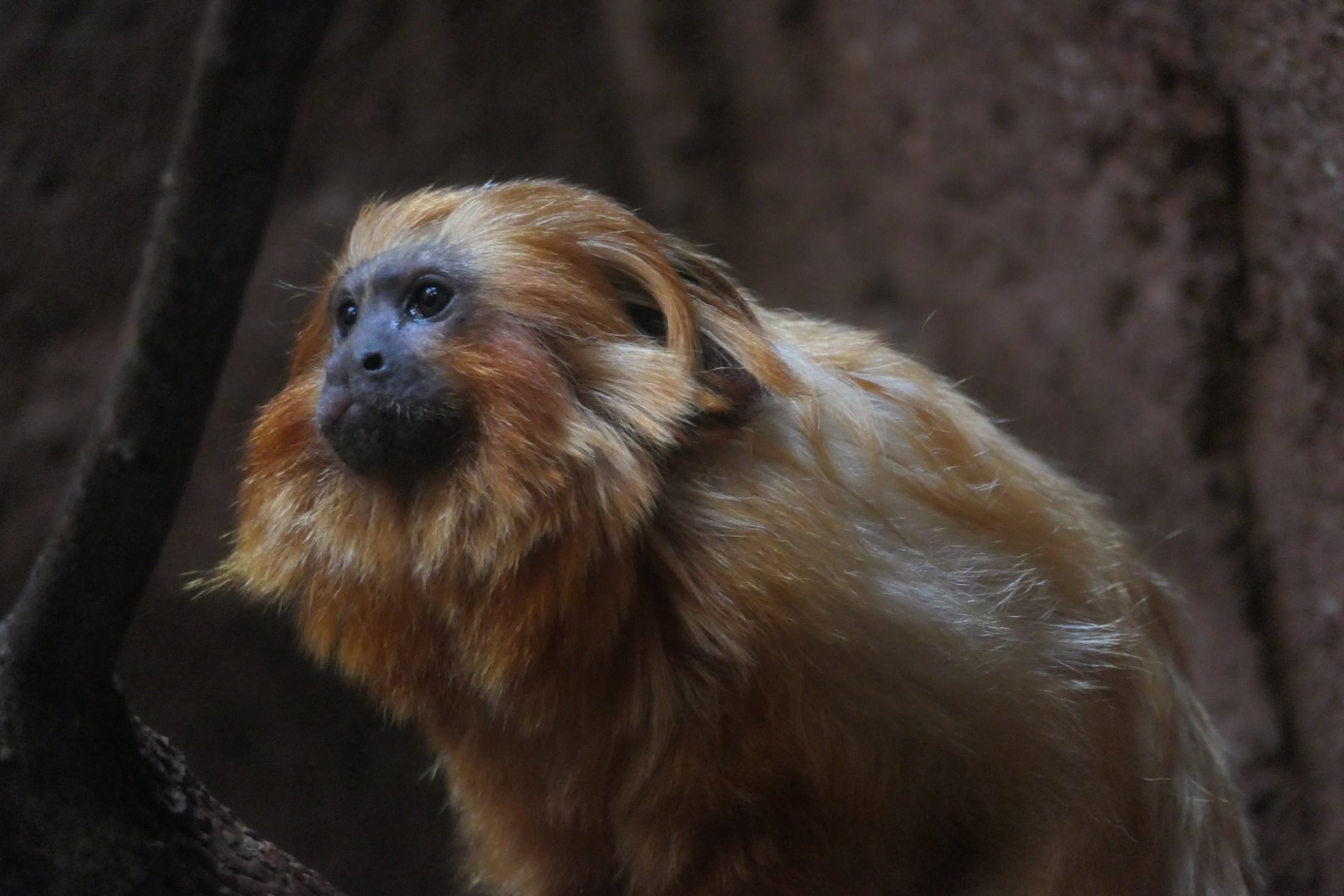 Conservation Outpost - Golden Lion Tamarin